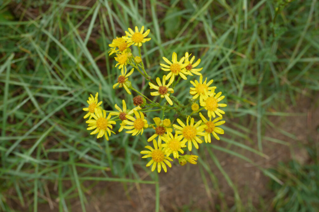 Das Jakobs-Kreuzkraut (Jacobaea vulgaris) mit seinen Blütenköpfchen.